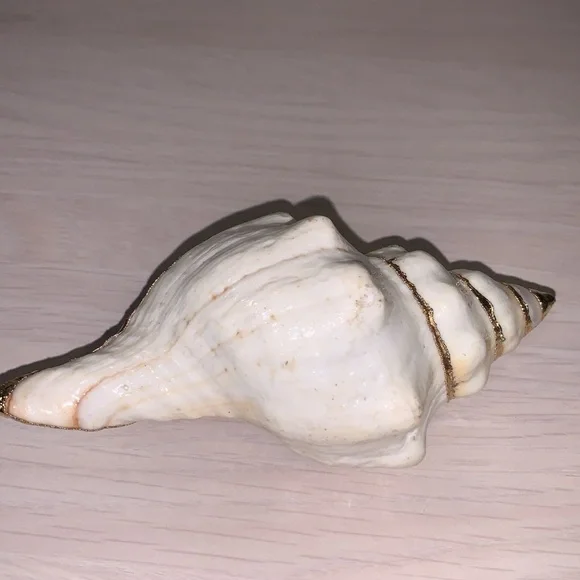 Vintage 1970s Real Shell Belt Buckle Ivory & Gold Nautical Coastal Beach Vibe - Picture 4 of 17